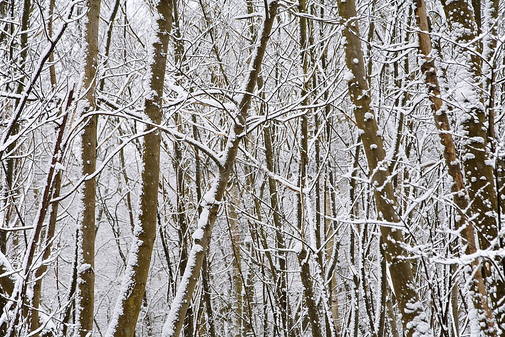 Similar – Image, Stock Photo winter forest Environment