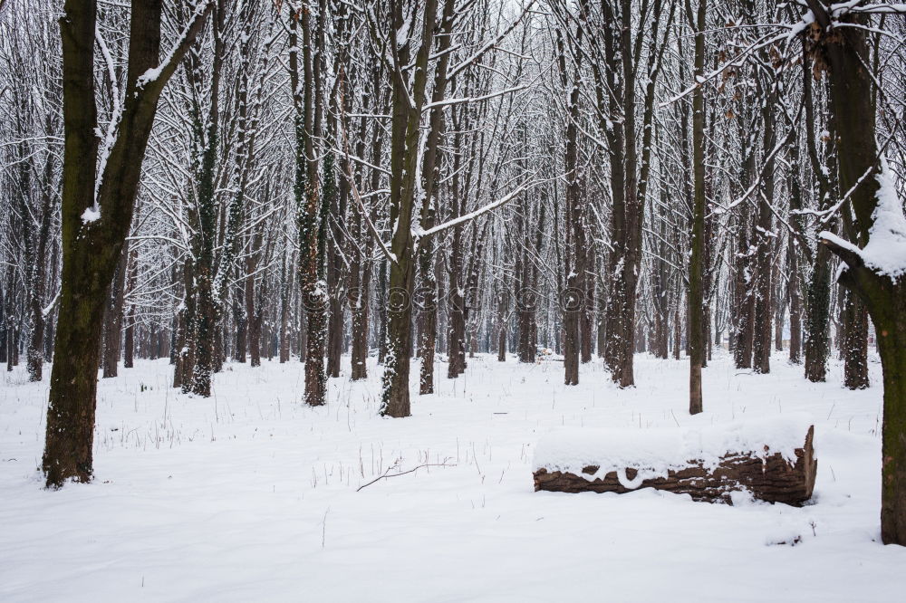 Similar – vorher/nachher Winter