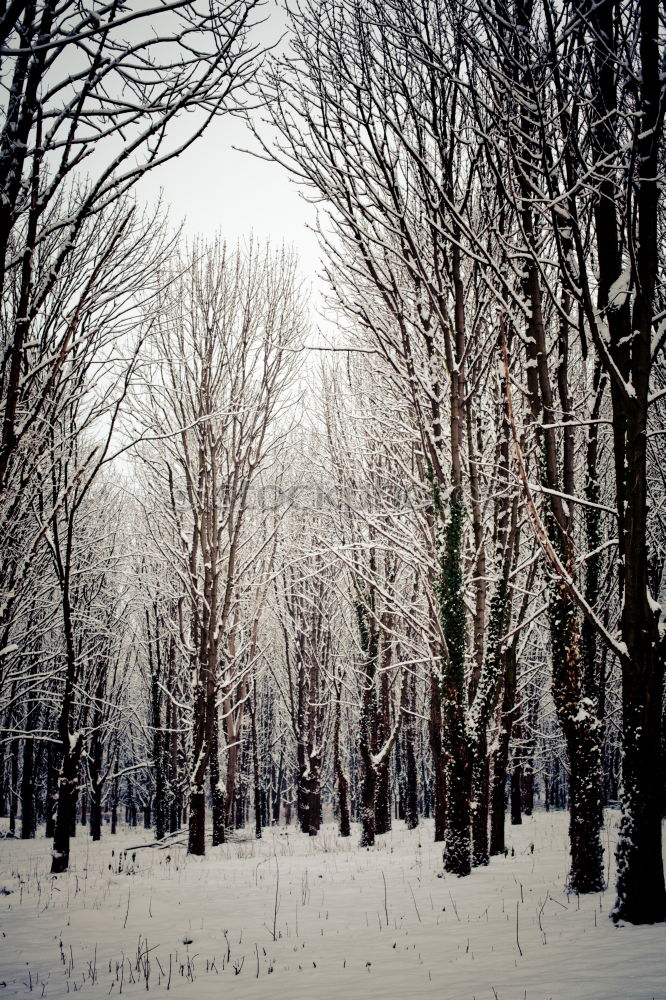 Similar – Image, Stock Photo Black White Winter Forest