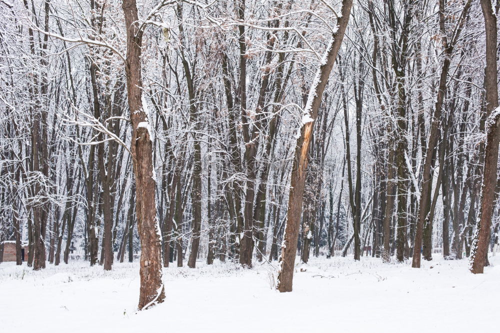 Similar – vorher/nachher Winter