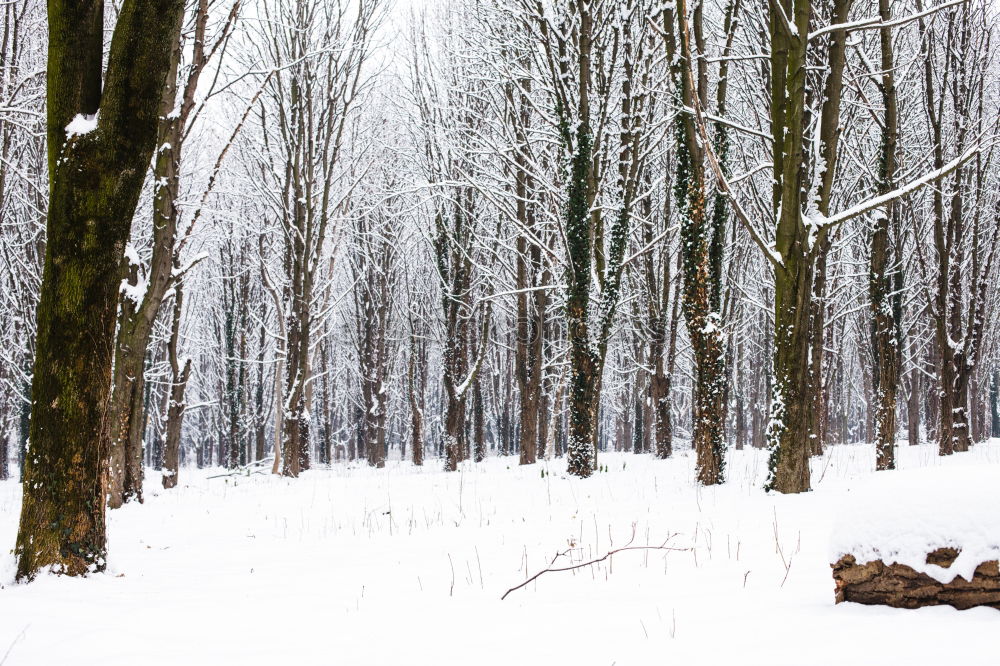 Similar – winter forest Environment