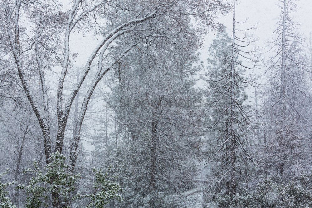 Similar – Foto Bild Heimat des Schneeadlers