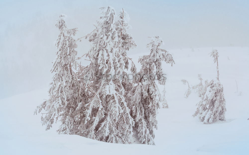 Similar – Weihnachtsbaum gefällig ??