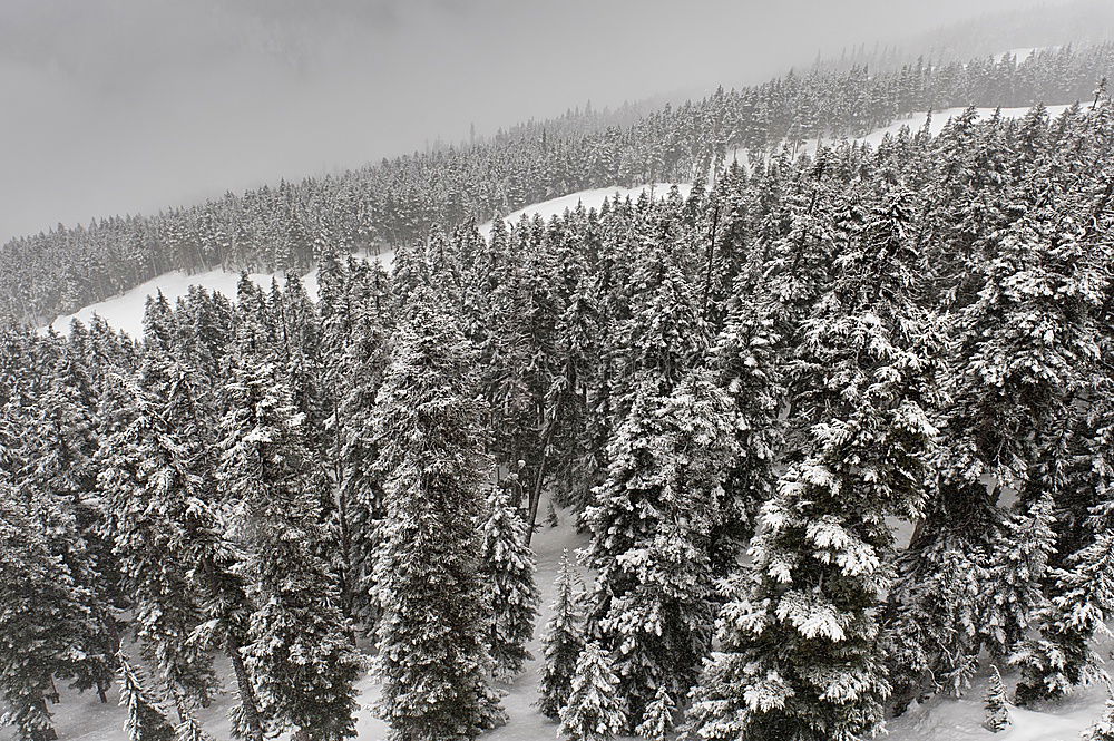 Similar – Image, Stock Photo All powdered for a white Christmas