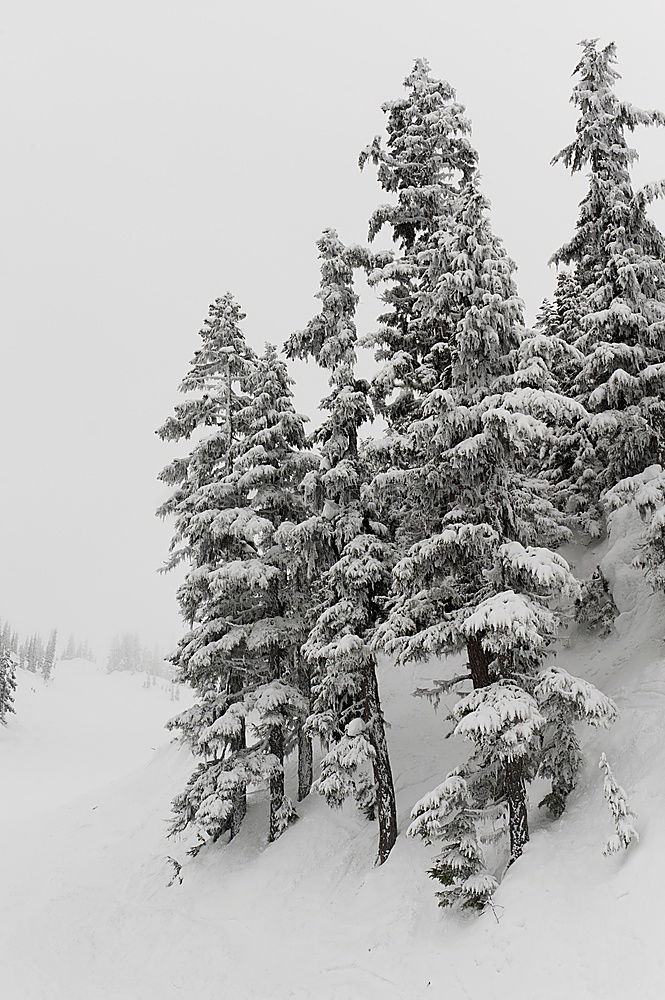 Similar – Image, Stock Photo All powdered for a white Christmas