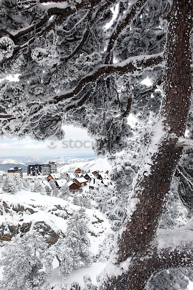 Similar – Image, Stock Photo stilts Tree trunk Clouds