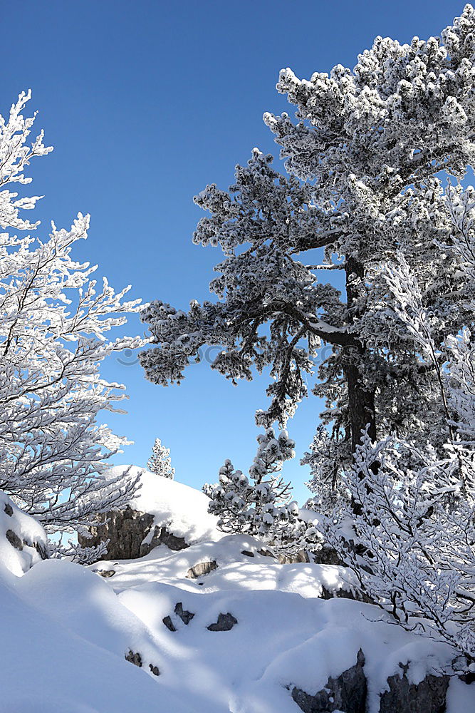 Similar – Image, Stock Photo Iced tree Tree White Cold