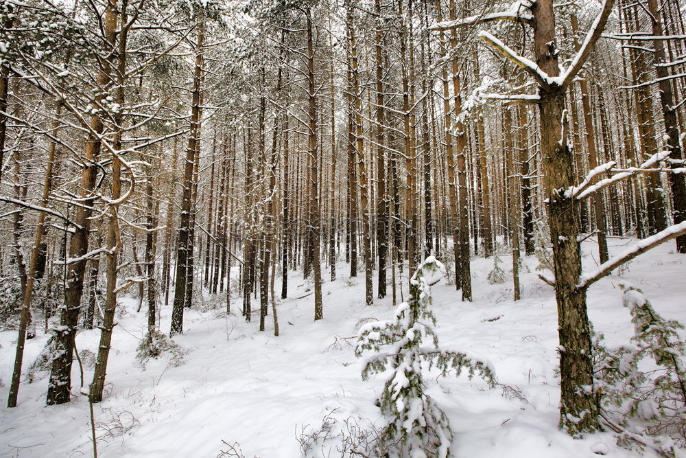 Similar – winter forest Environment