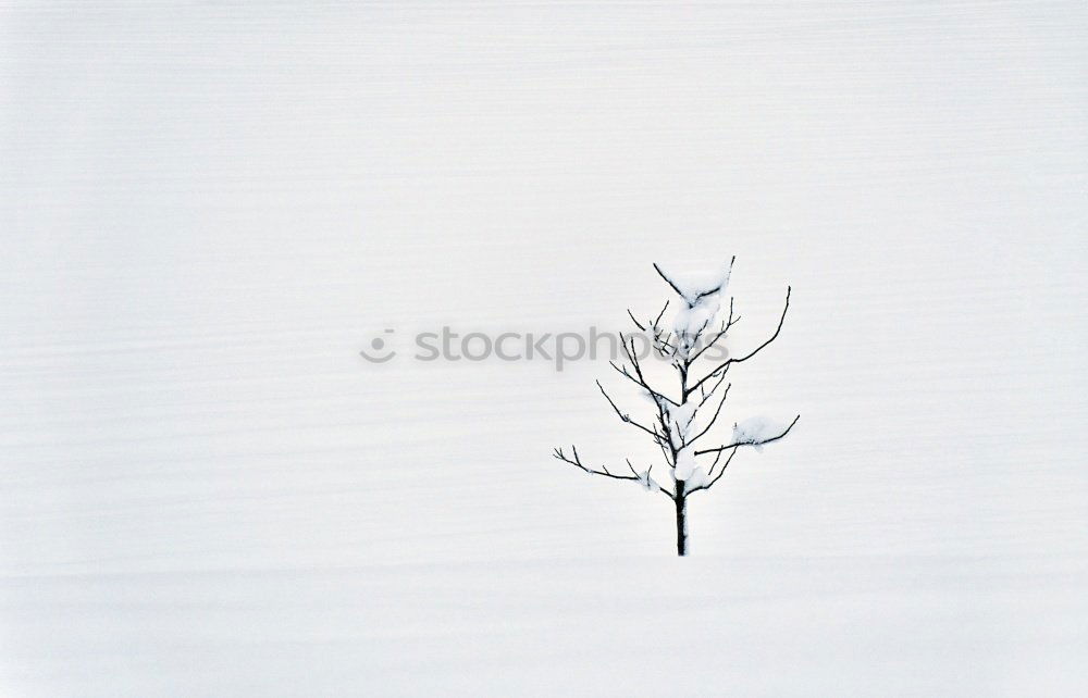 Similar – Image, Stock Photo all alone Winter Nature