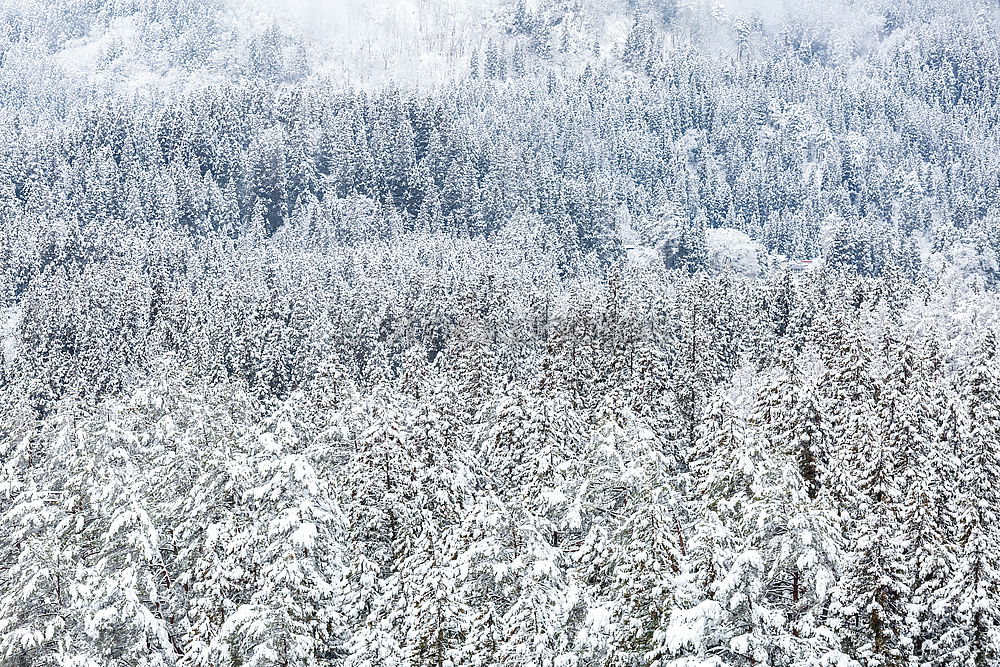 Similar – Image, Stock Photo Inverted world | Snow in September
