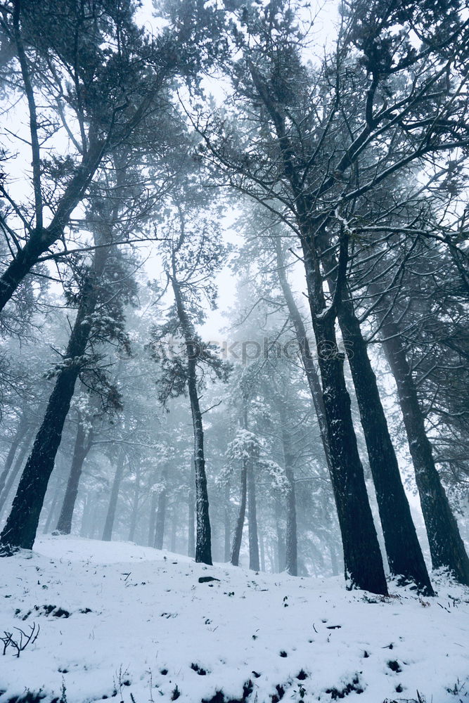 Similar – Foto Bild beschneiter Baum Winter