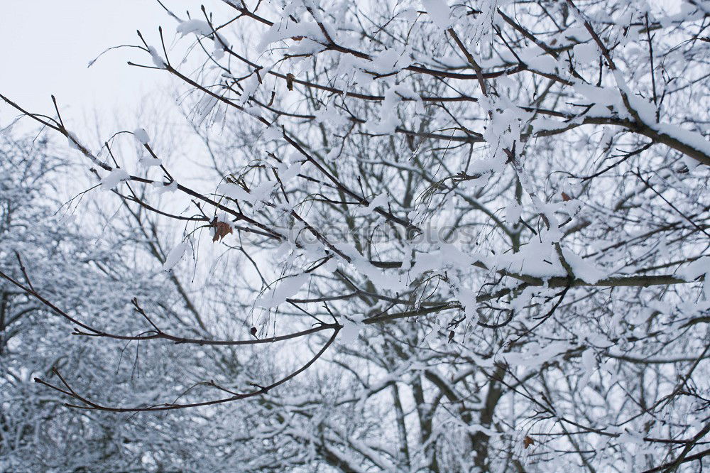 Similar – Branches in winter 2