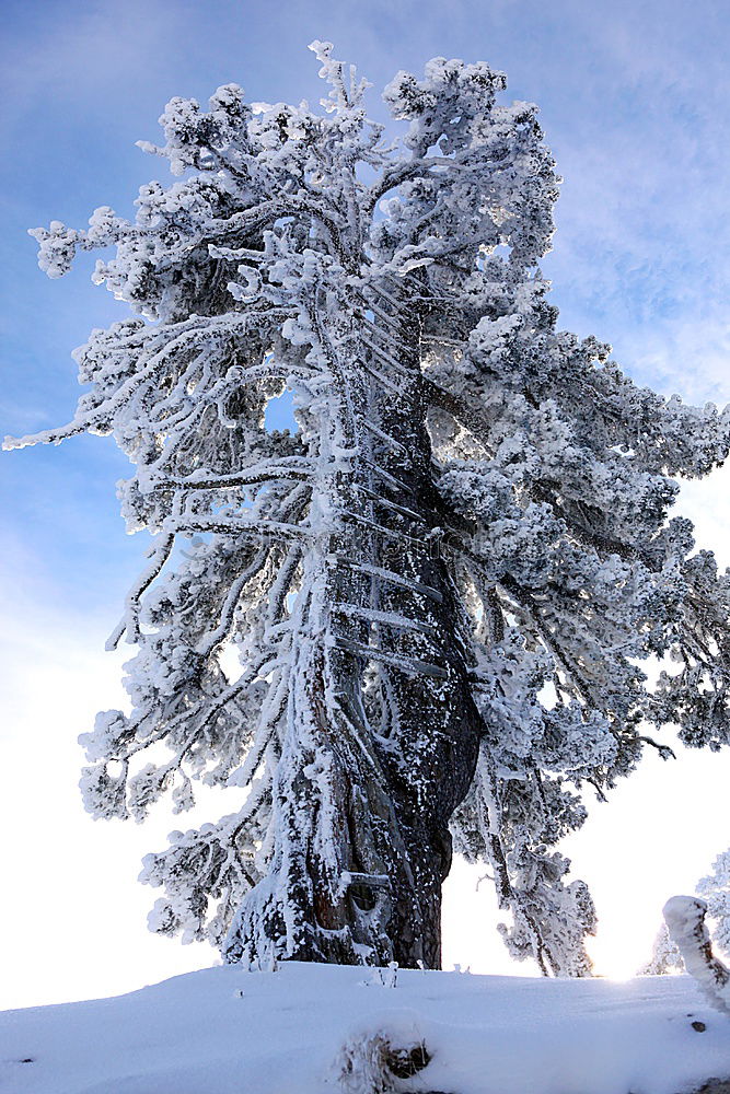 Similar – Image, Stock Photo Iced tree Tree White Cold