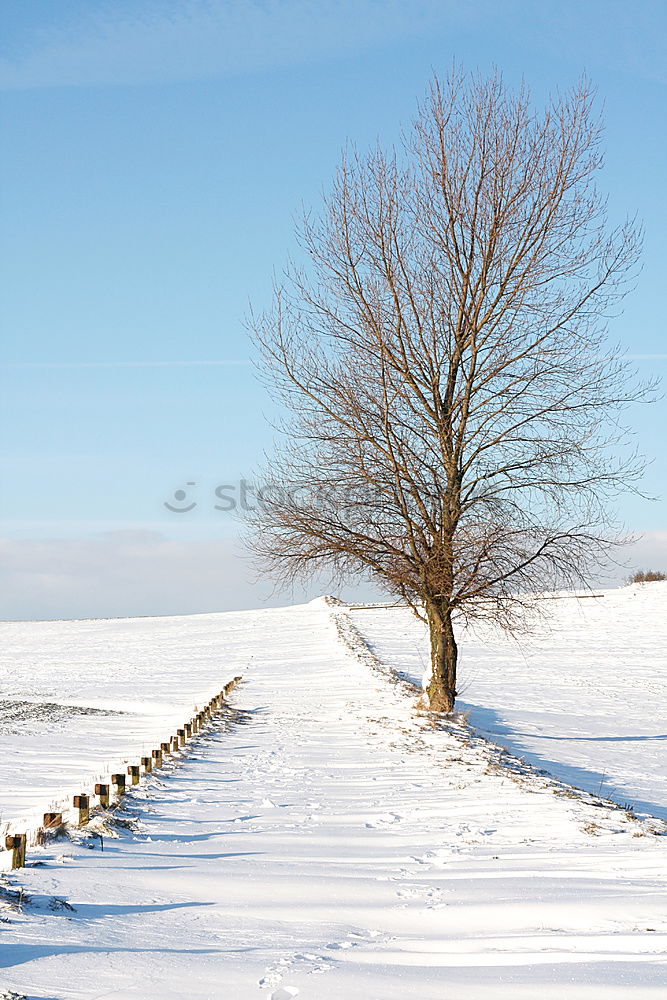 Similar – Image, Stock Photo Spot-winged Starling