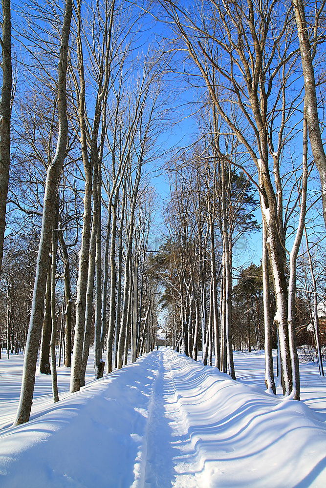 Similar – Foto Bild Winterwonderland Baum