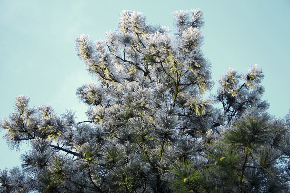 Similar – Image, Stock Photo Eukalyptus Baum Beautiful