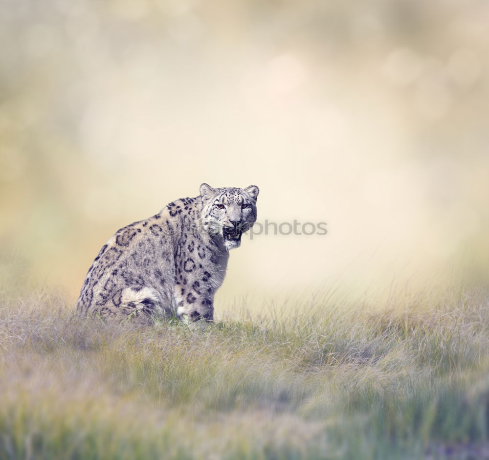 Similar – Image, Stock Photo Tigered cat on the prowl