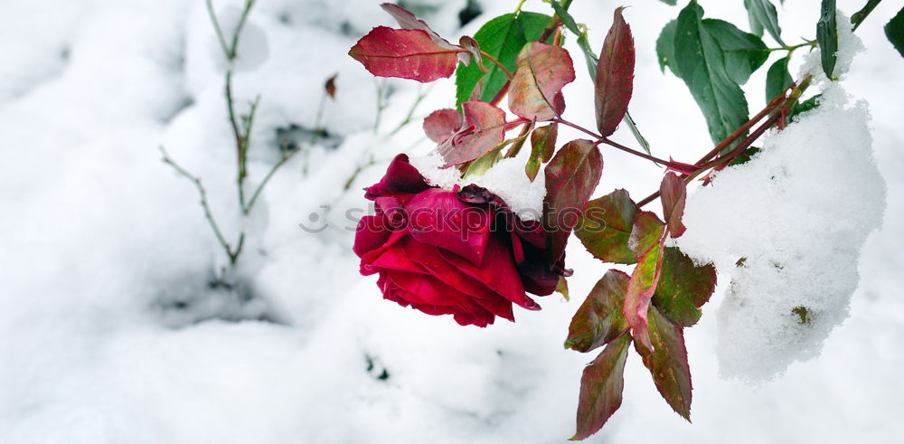 Image, Stock Photo freezing Autumn Winter