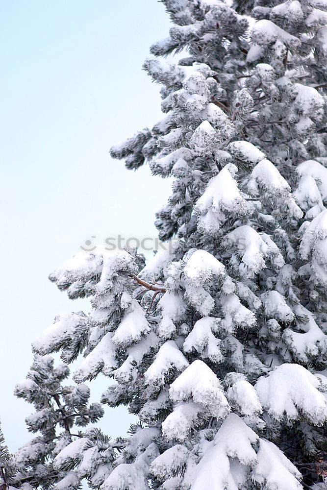 Similar – Mourning cross in the snow