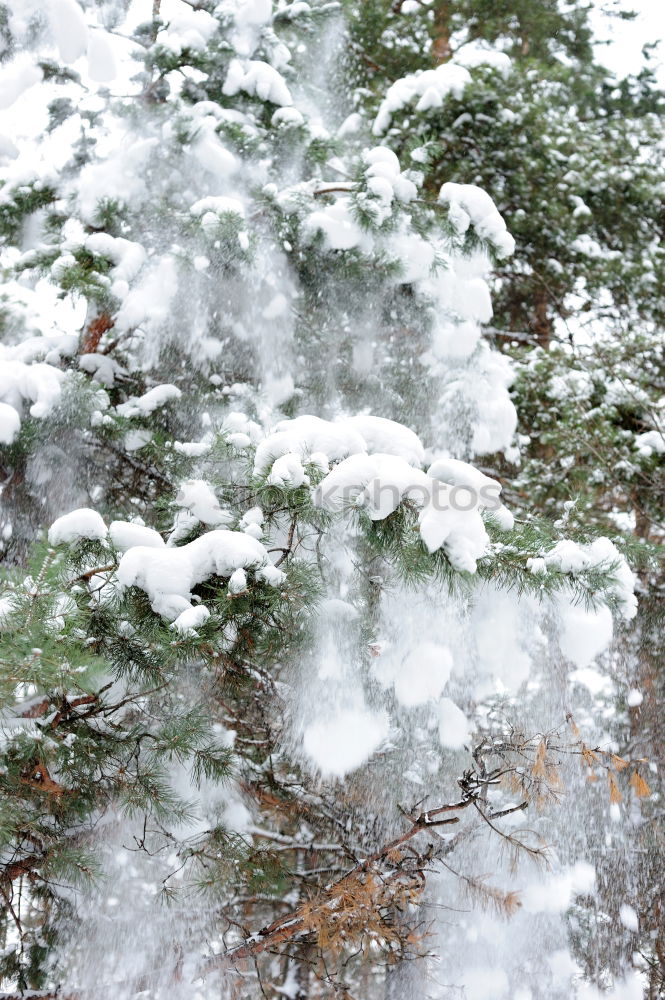 Similar – Winter landscape with icy water analog