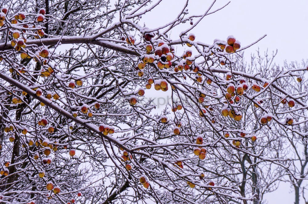 Similar – Image, Stock Photo winter Design Snow