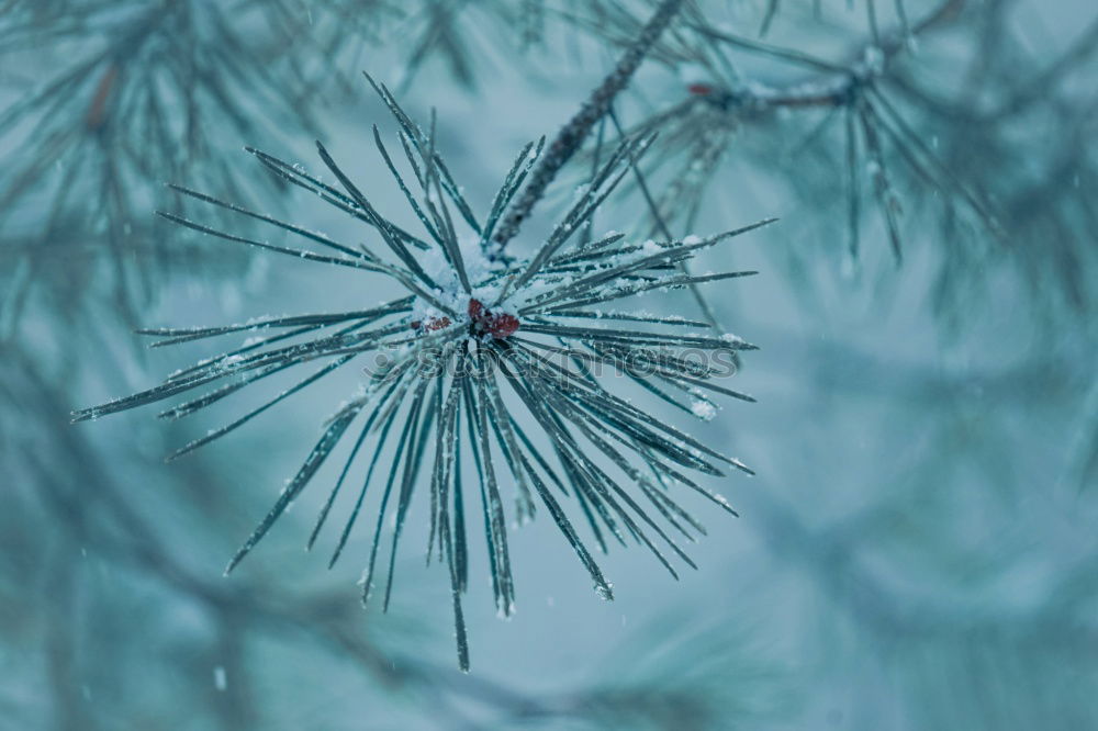 Similar – Image, Stock Photo bleu Environment Nature