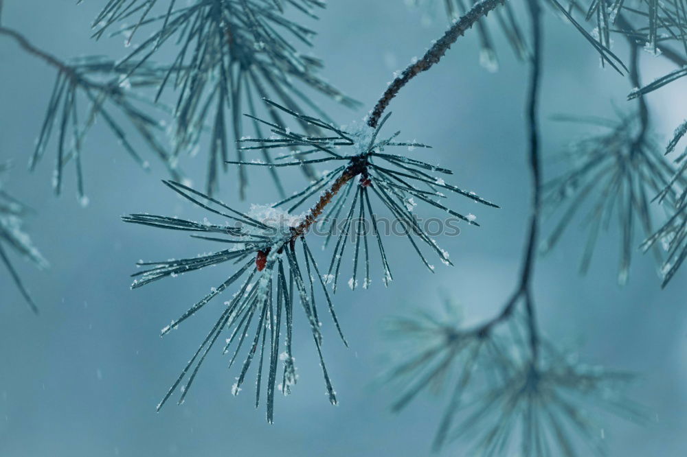 Similar – Foto Bild Schneehäubchen Baum