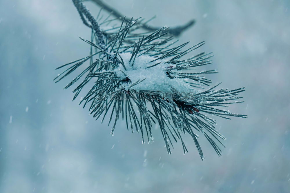 Similar – Close-up of a dandelion with many dew drops