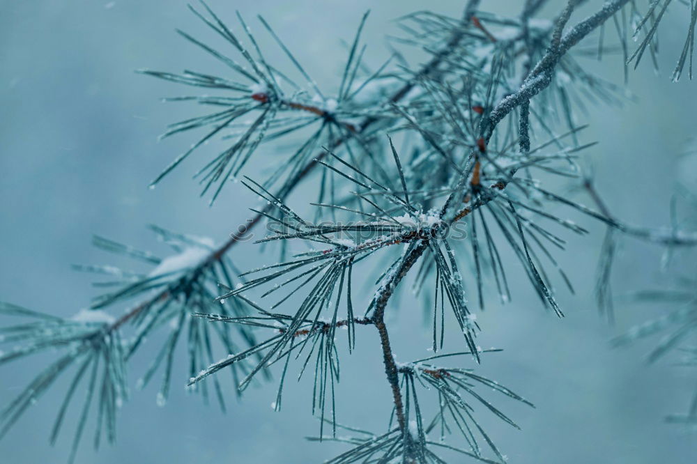 Similar – Image, Stock Photo Cold and clinking Icicle