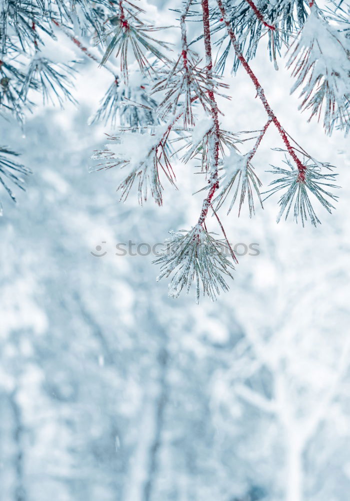 Foto Bild Enneigée Umwelt Natur