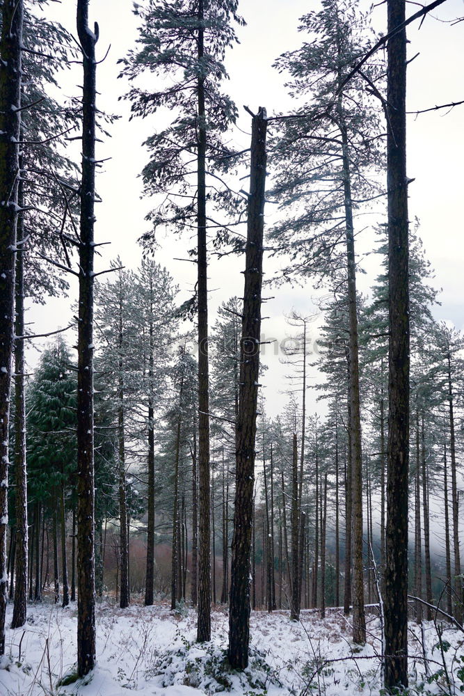 Similar – nicht gezuckert Winterwald