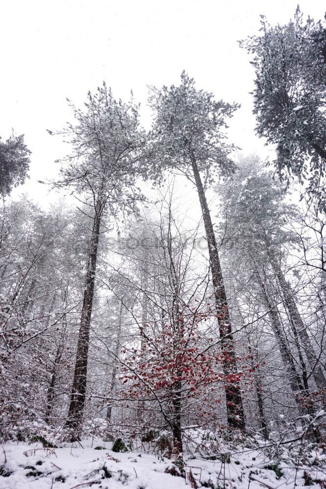 Similar – Mixed forest in winter, hoarfrost and fog