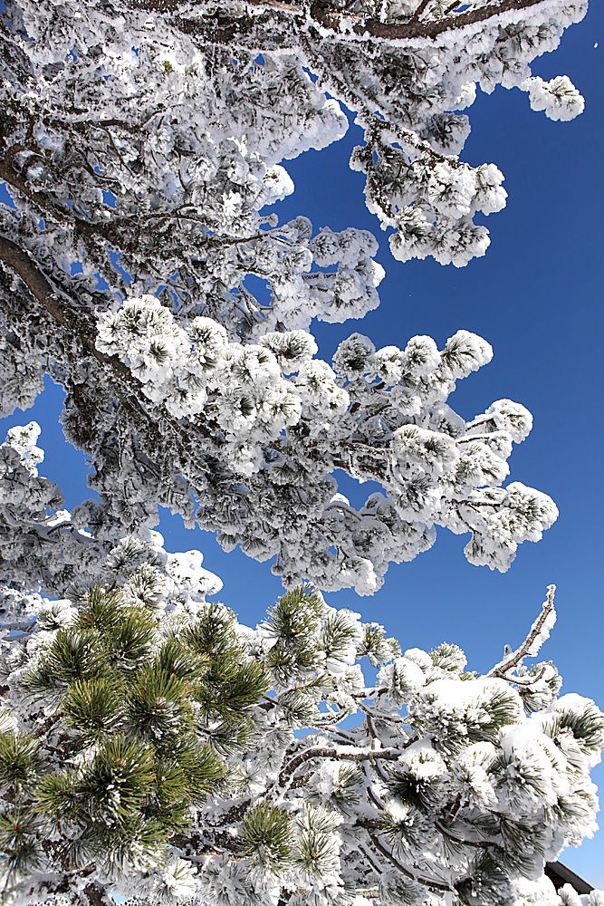 Similar – Image, Stock Photo Iced tree Tree White Cold