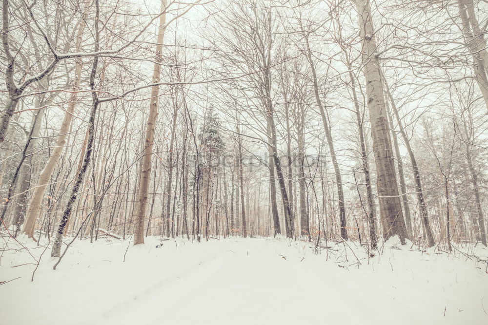 Similar – Image, Stock Photo Forest powdered once