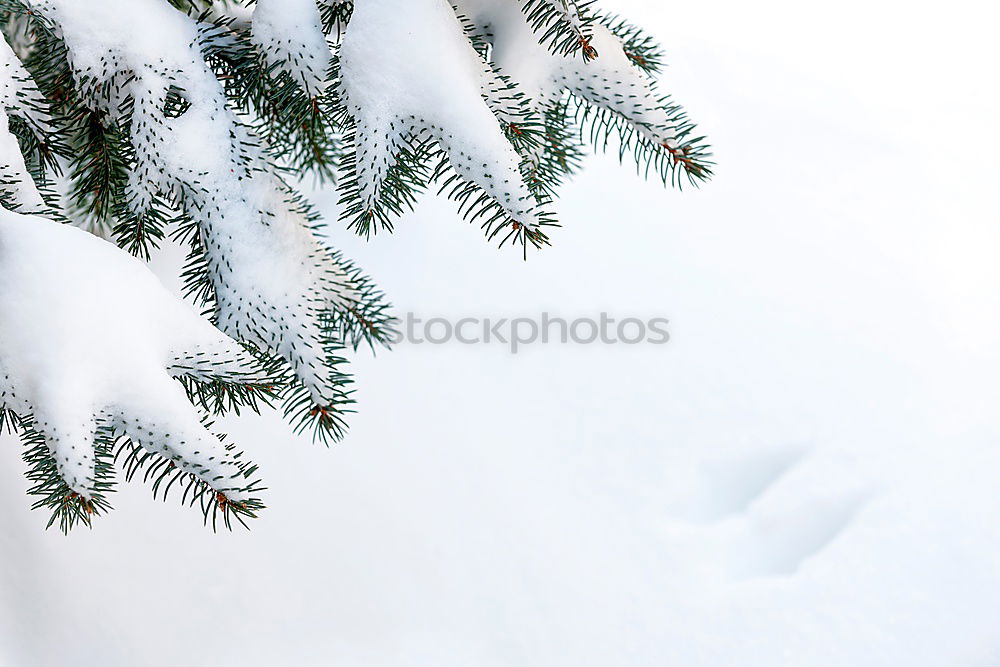 Similar – Foto Bild Enneigée Umwelt Natur