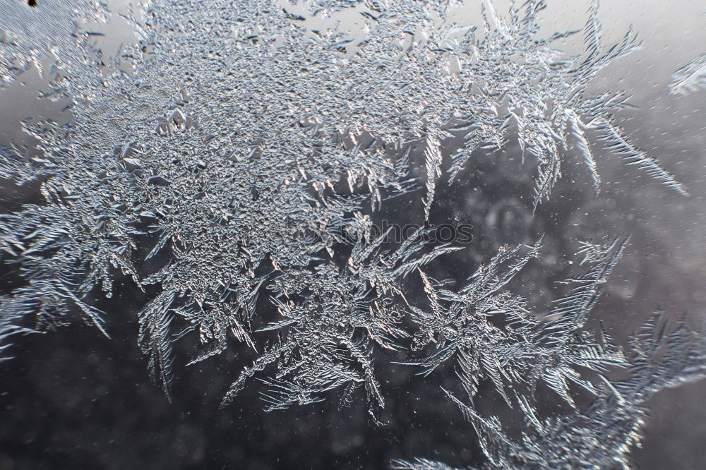 Similar – Frozen Winter Ice Frost