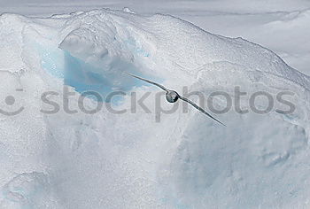 Image, Stock Photo powder party