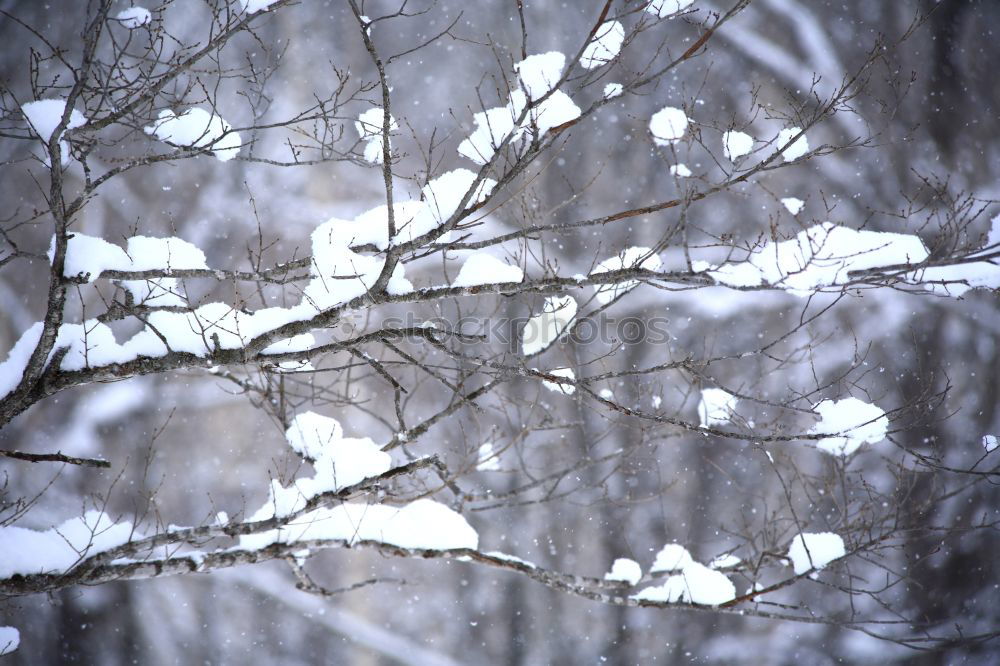 Similar – Branches in winter 2