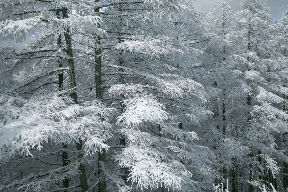 Similar – Image, Stock Photo winter forest Environment