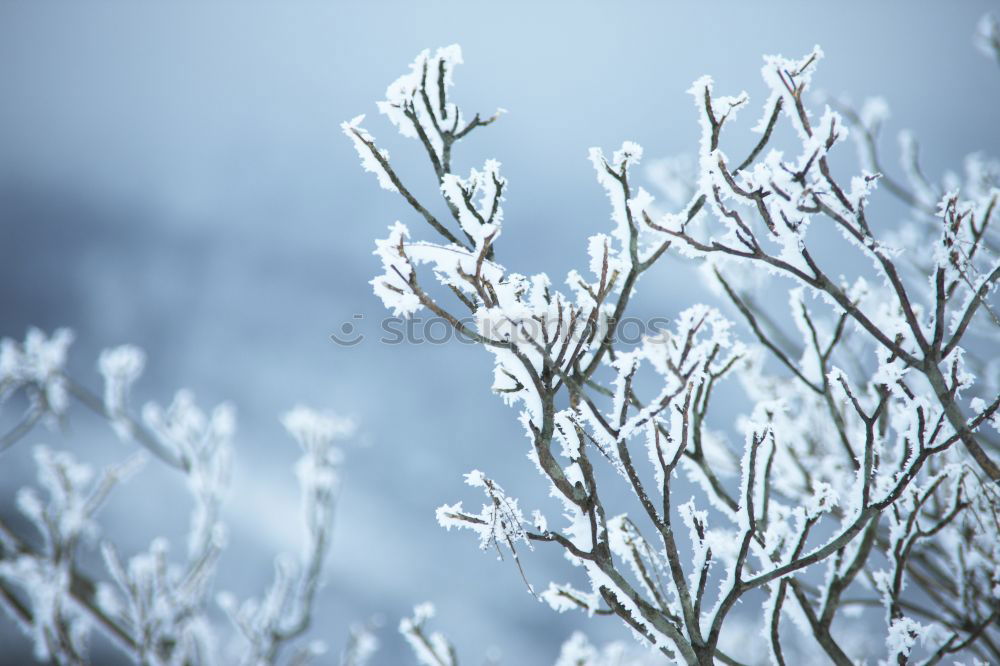 Similar – Schneekorallen Natur