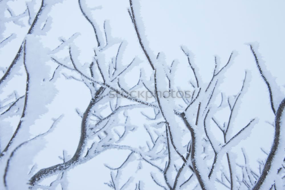 Similar – Image, Stock Photo snow branch Nature Plant