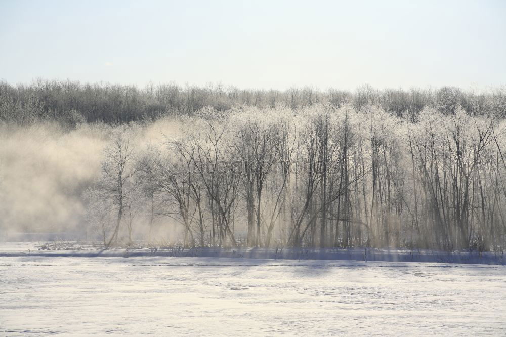 Similar – Smoke nass Baum Nebel Kalk