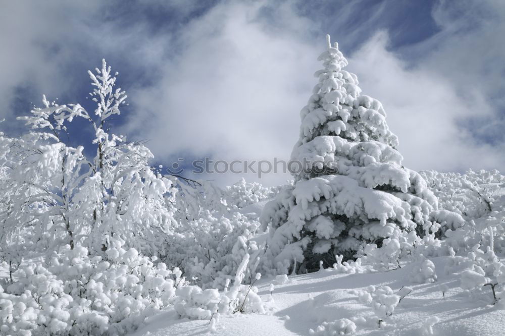 Similar – snow fir Fir tree Tree