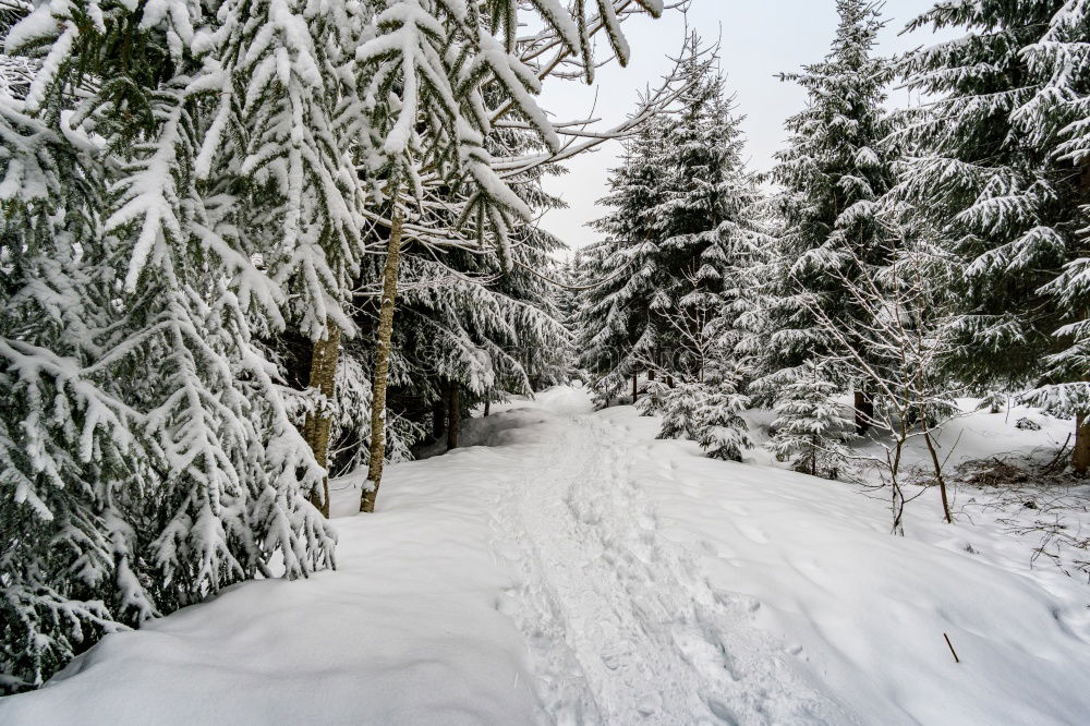 Similar – Image, Stock Photo The way Hiking Fitness