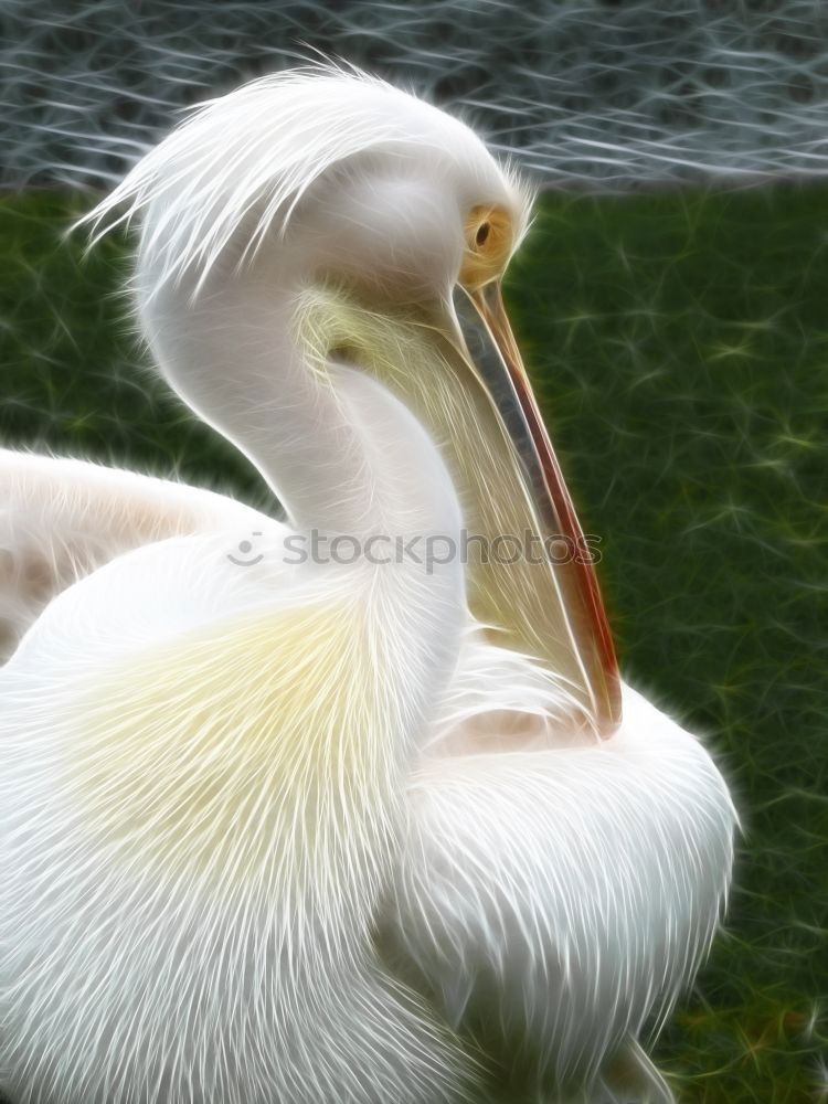 Similar – portrait of a white pelican