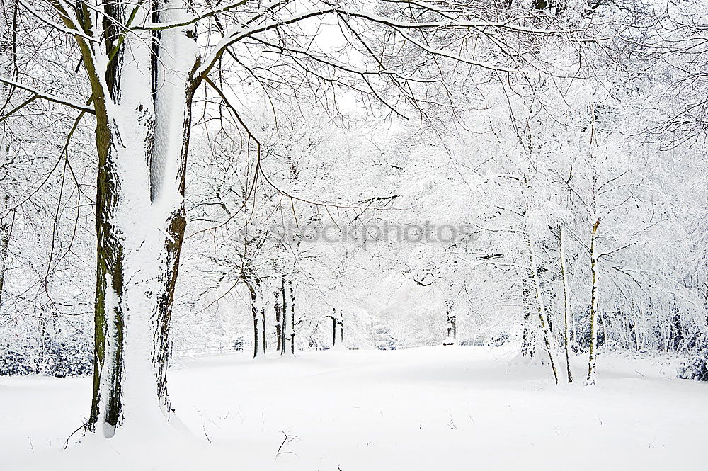 Similar – Flamingos im Schnee