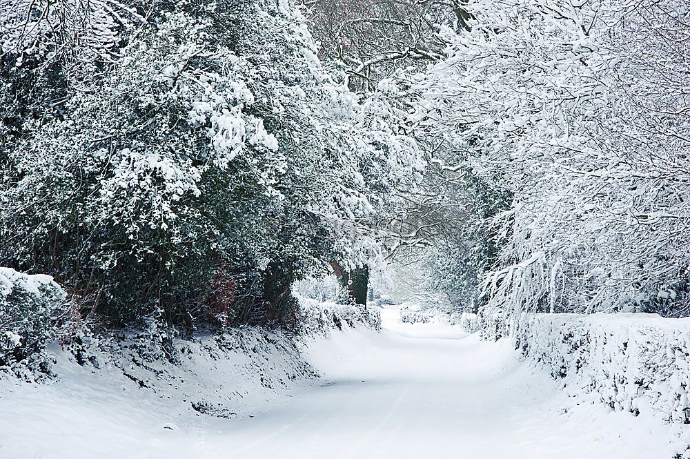 Similar – Image, Stock Photo winter forest trail Winter