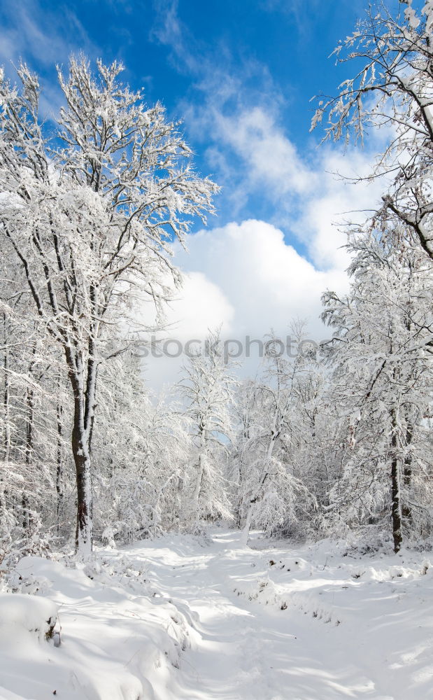 Similar – Image, Stock Photo winter walk Environment