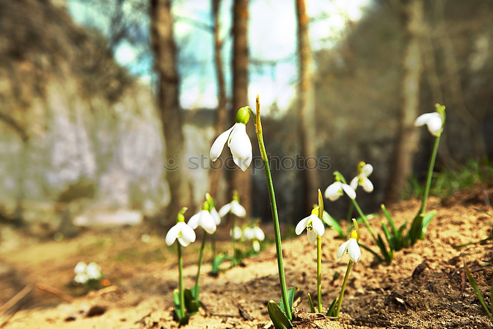 Similar – Image, Stock Photo three graces and a coarse block