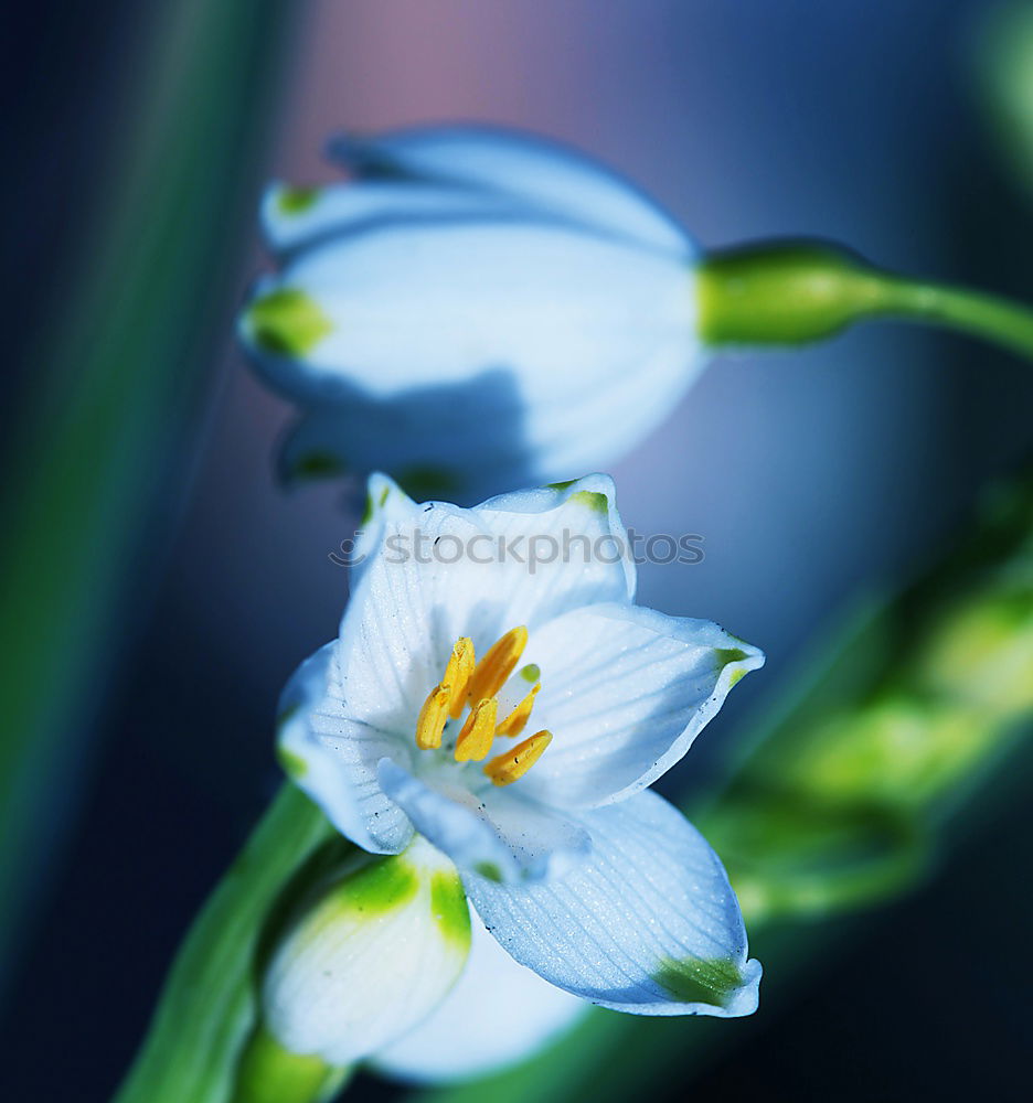 Similar – Foto Bild weiße Blütenpflanze Blume